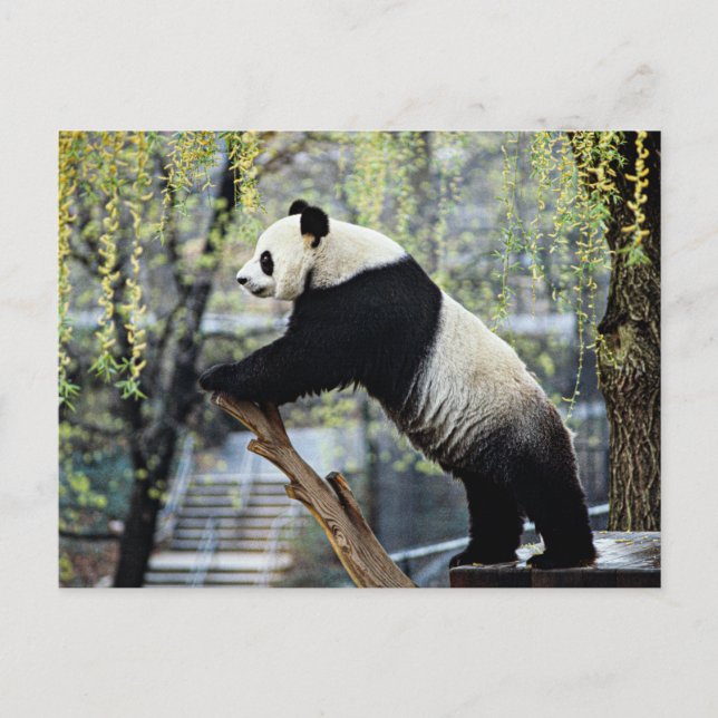 Standing Panda Postcard (Front)