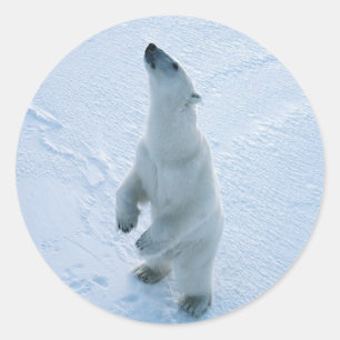 Standing Polar Bear Classic Round Sticker