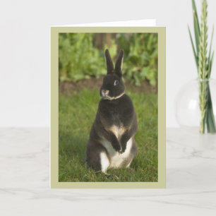 Standing Rex Rabbit Card