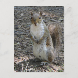 Standing Squirrel Postcard