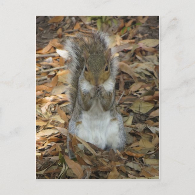 Standing Squirrel Postcard (Front)