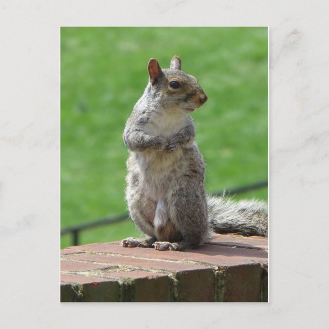 Standing Squirrel Postcard (Front)