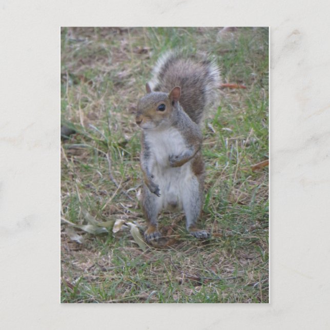 Standing Squirrel Postcard (Front)