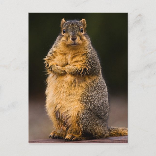 Standing Tall Postcard (Front)