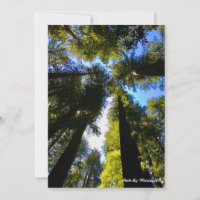 Standing Tall with the Redwoods