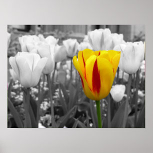 Standout Tulip Poster