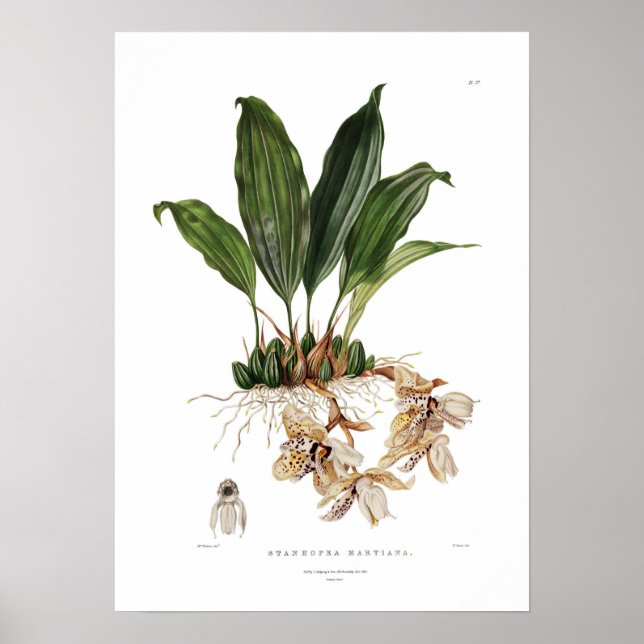 Stanhopea martiana by Augusta Innes Withers. Poster (Front)