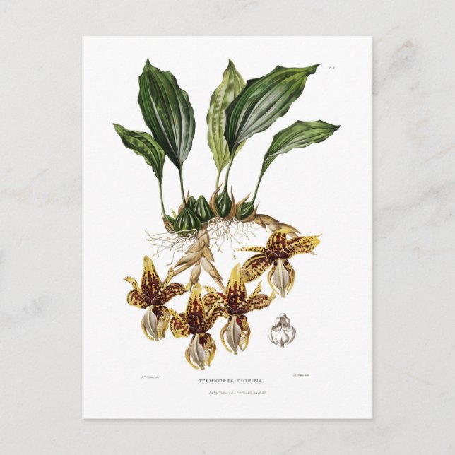 Stanhopea tigrina postcard (Front)