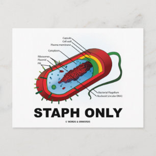 Staph Only (Bacteria Health Medicine Humour) Postcard