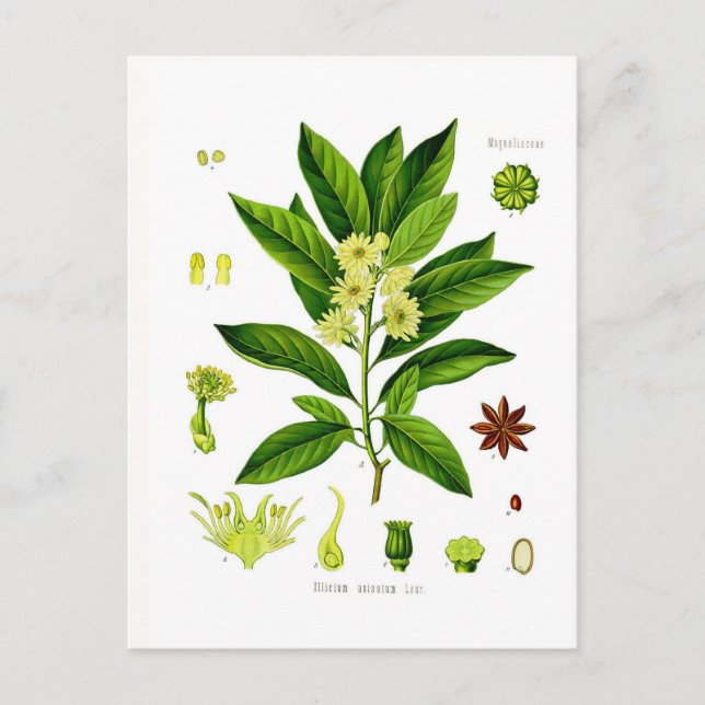 Star anise postcard (Front)