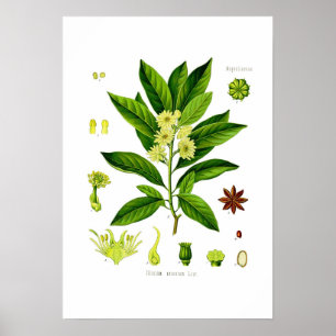 Star anise poster