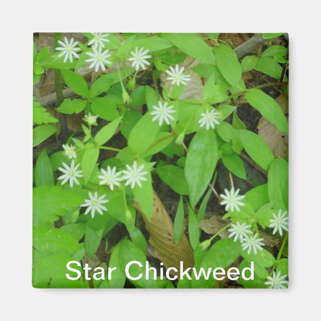 Star Chickweed Magnet (Front)