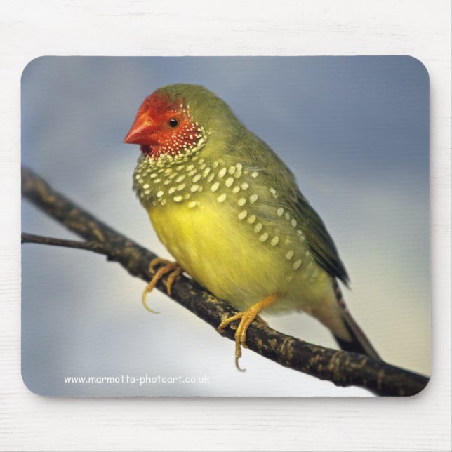 Star Finch Mousemat (Front)