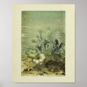 Star Fish Marine Life Color Art Print