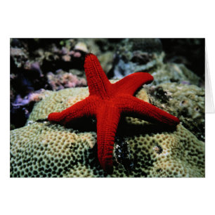 Star Fish Red Sea