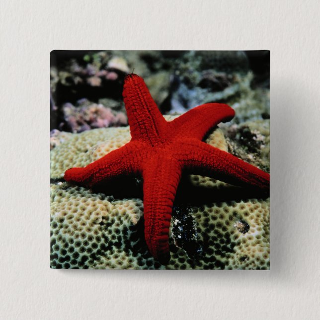 Star Fish | Red Sea 15 Cm Square Badge (Front)