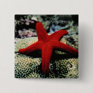 Star Fish   Red Sea 15 Cm Square Badge