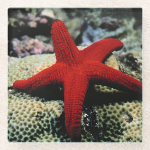 Star Fish   Red Sea Glass Coaster