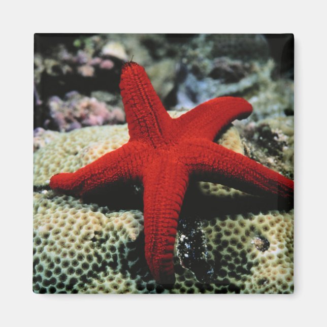 Star Fish | Red Sea Magnet (Front)