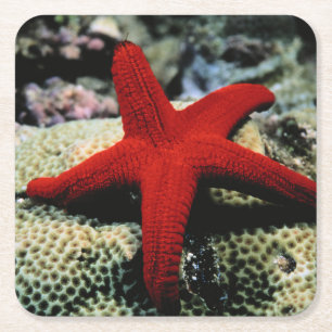 Star Fish   Red Sea Square Paper Coaster