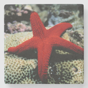 Star Fish Red Sea Stone Coaster