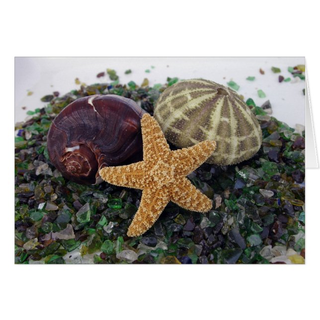 Star Fish, Shell & Urchin Card (Front Horizontal)
