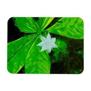 Star Flower a White Wildflower Abstract Magnet