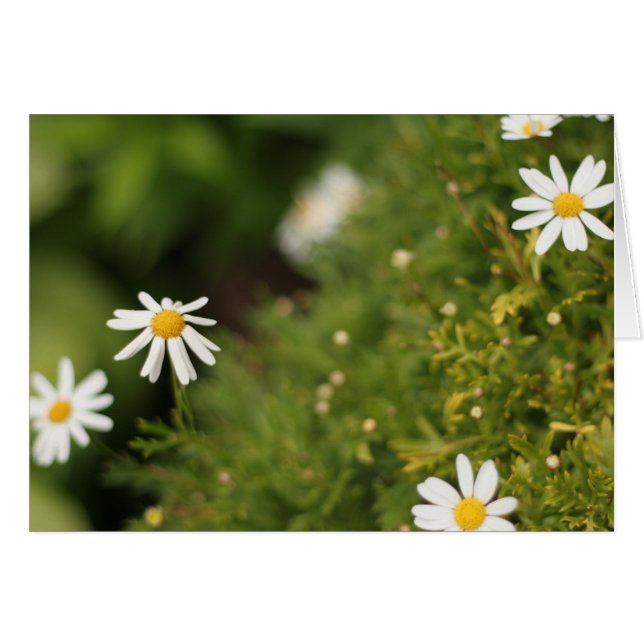Star Flowers (Front Horizontal)