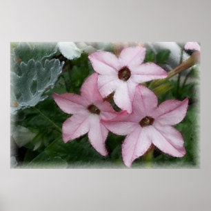 Star Flowers Nicotania Poster