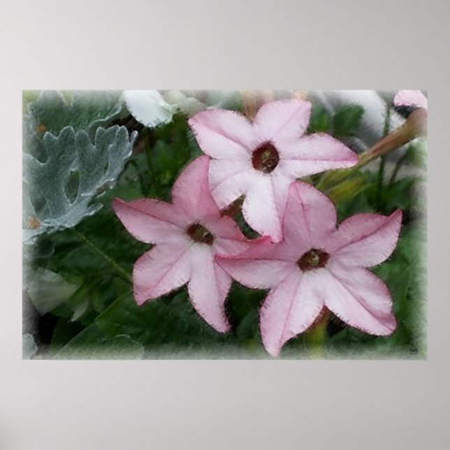 Star Flowers Nicotania Poster (Front)