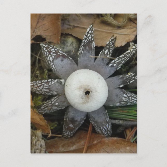 Star Fungus postcard (Front)