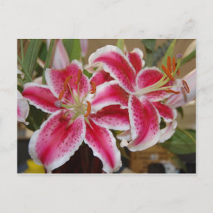 Star Gazer Lily postcard