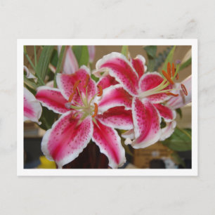 Star Gazer Lily Postcard