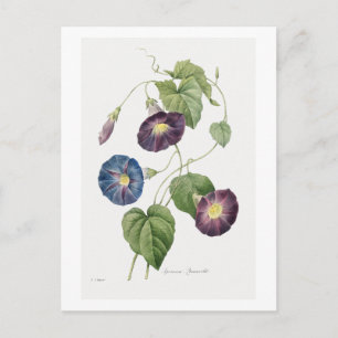 Star-glory Morning–glory (1827) by Redouté. Postcard