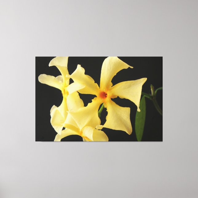Star Jasmine Flower 60x40 (150x100cm) waca Canvas Print (Front)