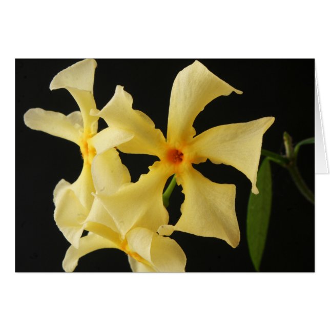 Star Jasmine Flower gca (Front Horizontal)