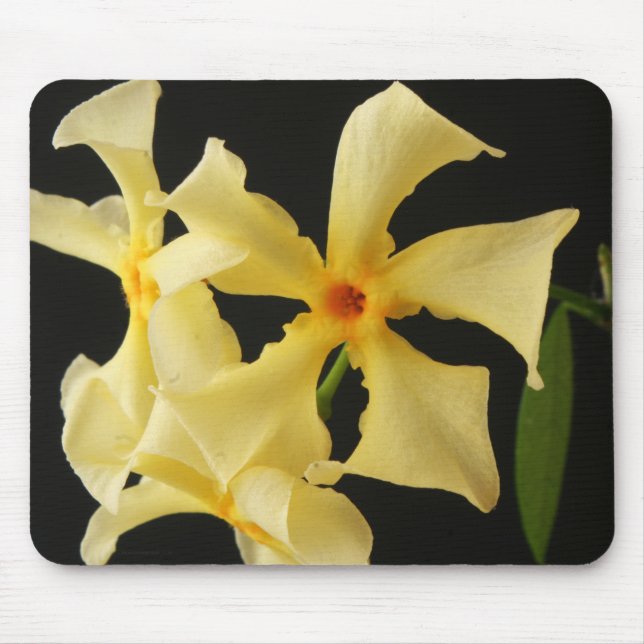 Star Jasmine Flower mpcnm Mouse Pad (Front)