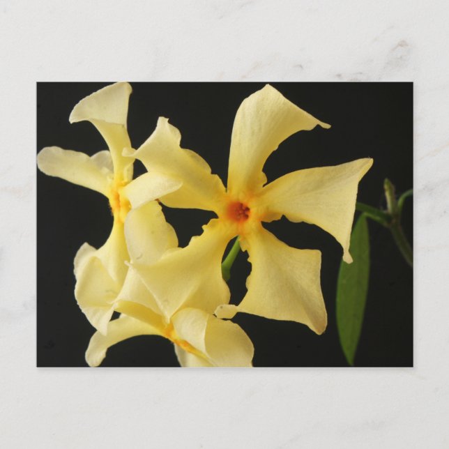 Star Jasmine Flower pccna Postcard (Front)