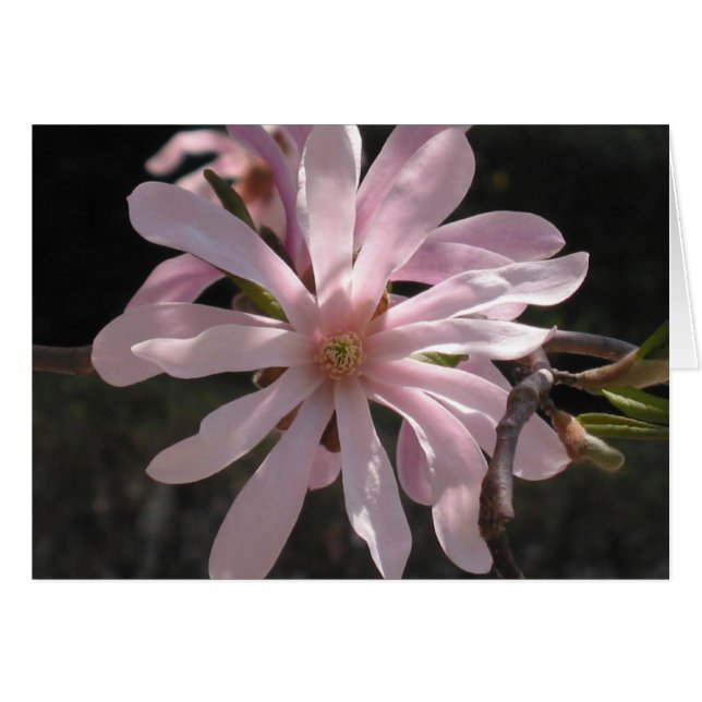 Star Magnolia (Front Horizontal)