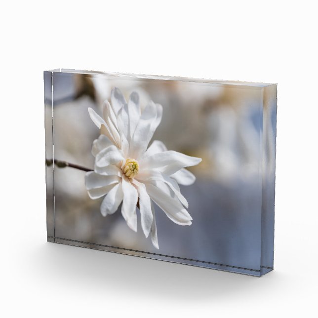 Star Magnolia Bloom Photo Block (Right)