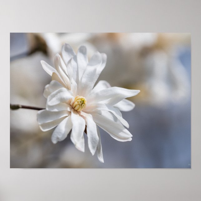 Star Magnolia Bloom Poster (Front)