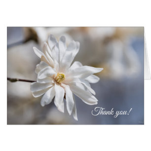 Star Magnolia Bloom Thank You Card