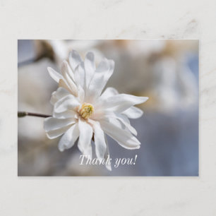 Star Magnolia Bloom Thank You Postcard