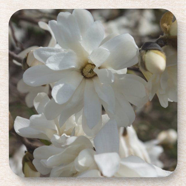Star Magnolia Blooms Coaster (Front)