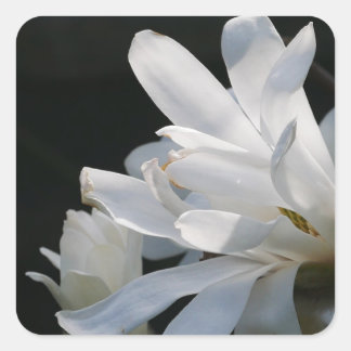Star Magnolia Flower Sticker 
