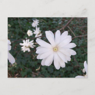 Star Magnolia Postcard