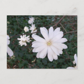 Star Magnolia Postcard