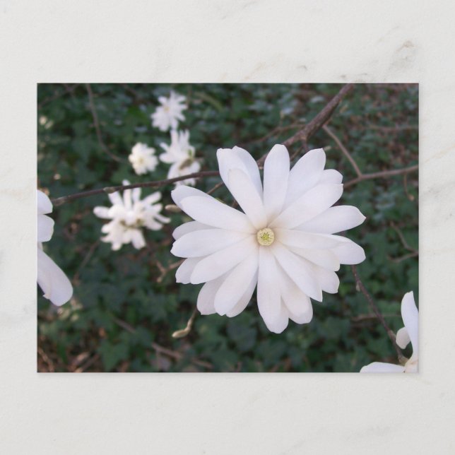 Star Magnolia Postcard (Front)