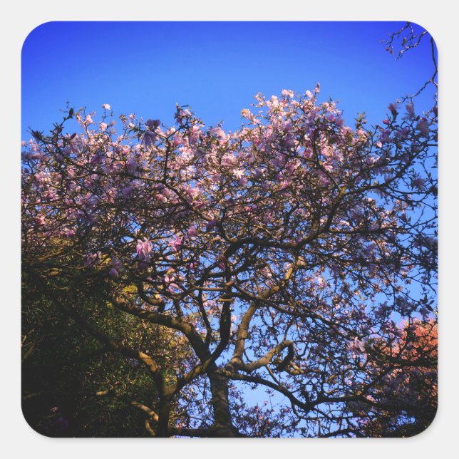 Star Magnolia Stickers (Front)