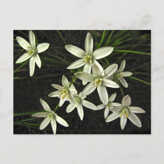 Star of Bethlehem Postcard (Front)